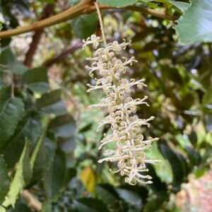 Alternative view of Chilean Hazelnut
