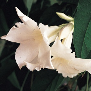 Chilean Jasmine 2