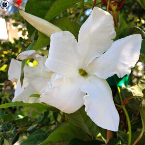 Chilean Jasmine