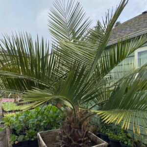 Chilean Wine Palm