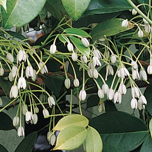 China Blue Vine