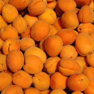 Chinese Mormon Apricot Tree