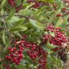 Christmas Berry Tree
