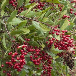 Christmas Berry Tree