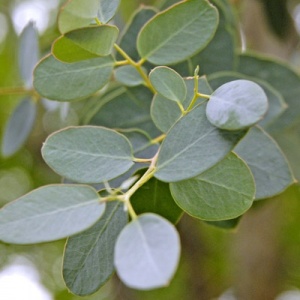 Cider Gum Eucalyptus