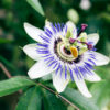 Clear Sky Passionflower