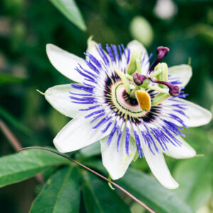 Clear Sky Passionflower