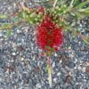 Clemson Hardy Bottlebrush