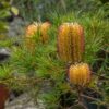 Schapper Point Hairpin Banksia