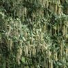 Coast Silk Tassel Bush
