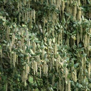 Coast Silk Tassel Bush
