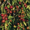 Coco Jujube ™
