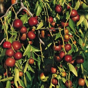 Coco Jujube ™