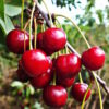 Coes Transparent Cherry
