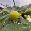 Col de Dame Blanc Fig Tree