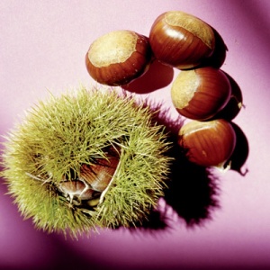 Colossal Chestnut Seedling