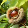 Colossal Chestnut TC Tree