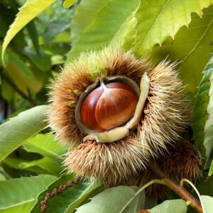 Colossal Chestnut TC Tree