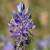 Common Camas