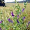 Common Vetch