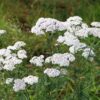 Common Yarrow