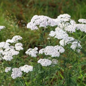 Common Yarrow