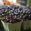 Compact Stella Cherry