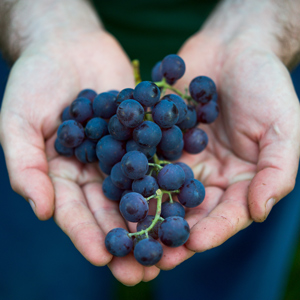 Concord Seedless Table Grape
