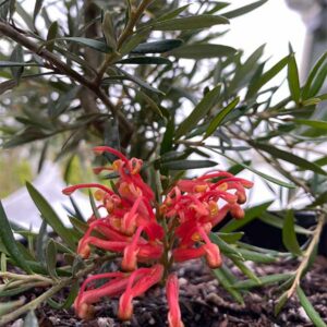 Constance Grevillea