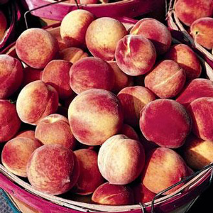 Contender Peach