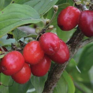 Coral Blaze™ Cornelian Cherry