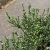 Coral Shrub