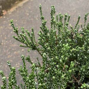 Coral Shrub