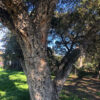 Cork Oak Tree
