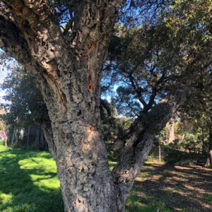 Cork Oak Tree