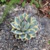 Cream Spike Agave
