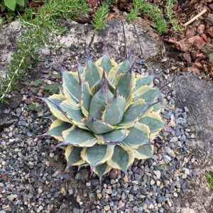 Cream Spike Agave