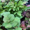 Creeping Oregon Grape