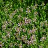 Creeping Thyme