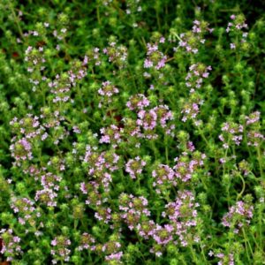 Creeping Thyme