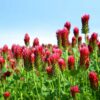 Crimson Clover