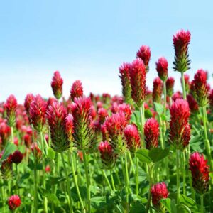 Crimson Clover