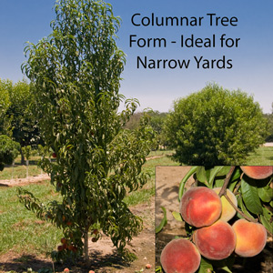 Crimson Rocket Columnar Peach