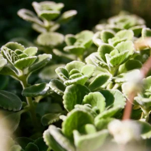 Cuban Oregano