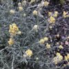 Curry Plant