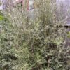 Dartonii Daisy Bush