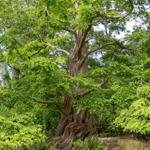 Dawn Redwood
