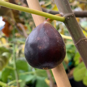 De Tres Esplets Fig Tree
