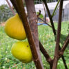 Deanna Fig Tree