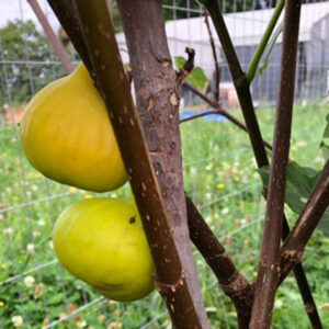 Deanna Fig Tree